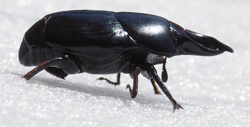 Oxysternus maximus